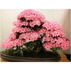 Nasiona Wiśnia japońska szt.3 Nxx79